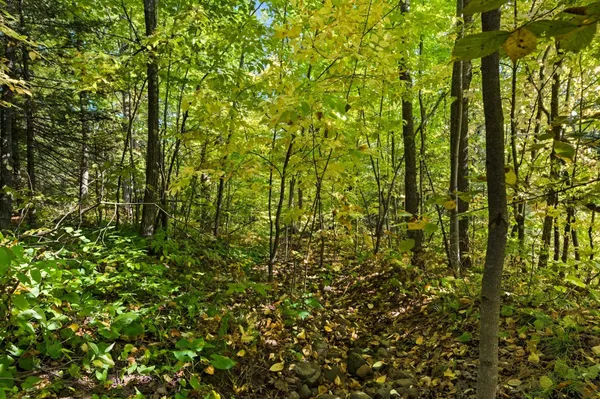 $89,000 | 85-xxx Apple Hill Road, Bayfield, WI 54814