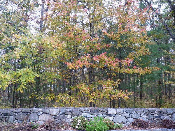 27 Boyden Road Medfield, MA 02052 - Photo 28 of 28 Gallery Image 28