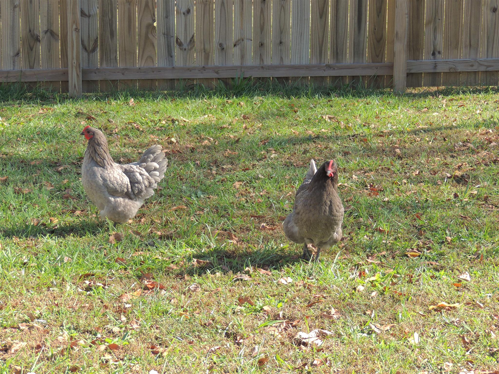 466 Pollard Road Clarksville, TN 37042 - Photo 23 of 27 chicken coop