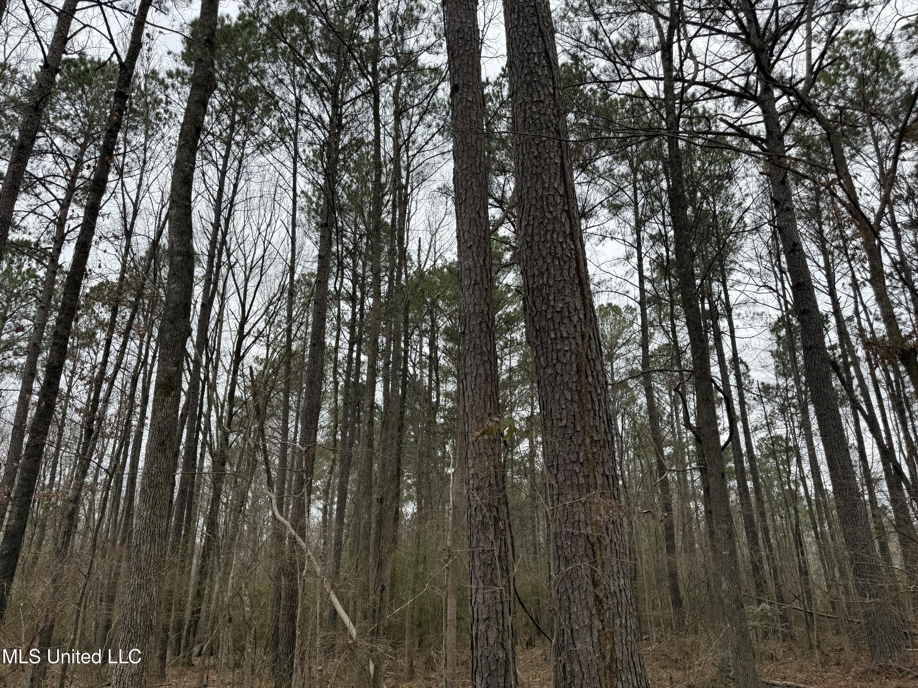 Mt Elam Church Road Pearl, MS 39208 - Photo 1 of 27 Main