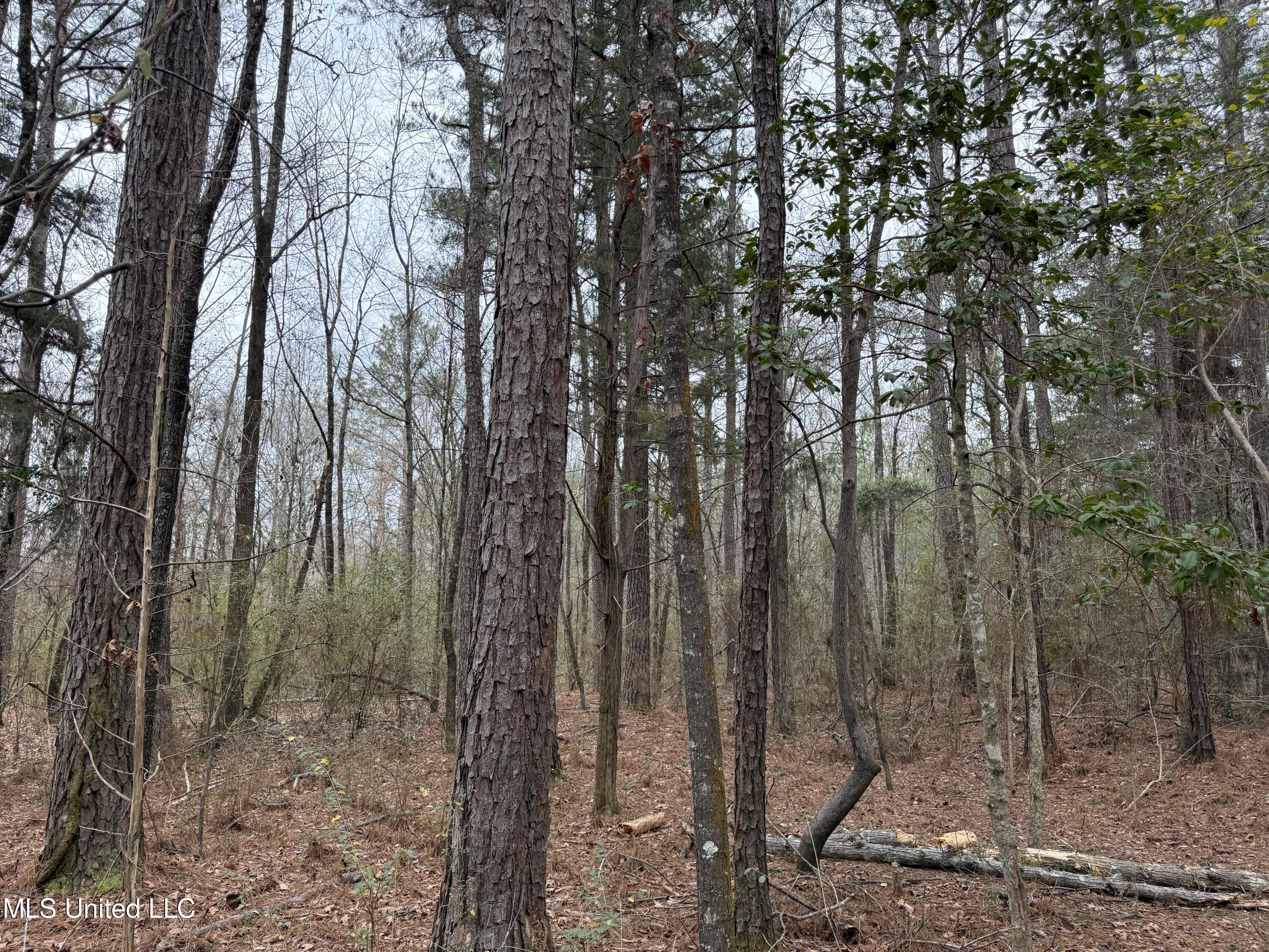 Mt Elam Church Road Pearl, MS 39208 - Photo 11 of 27 IMG_9704