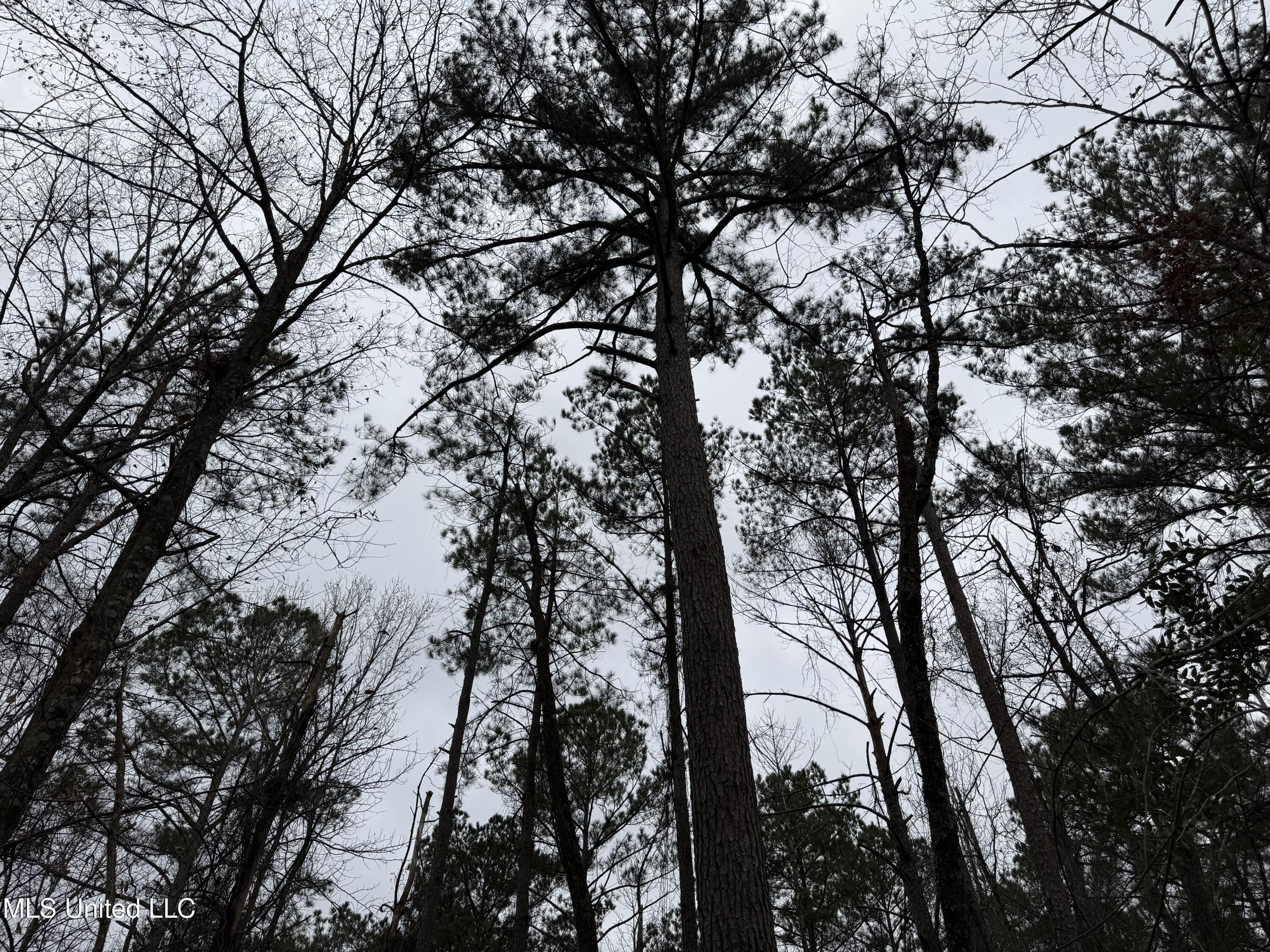 Mt Elam Church Road Pearl, MS 39208 - Photo 15 of 27 IMG_9690