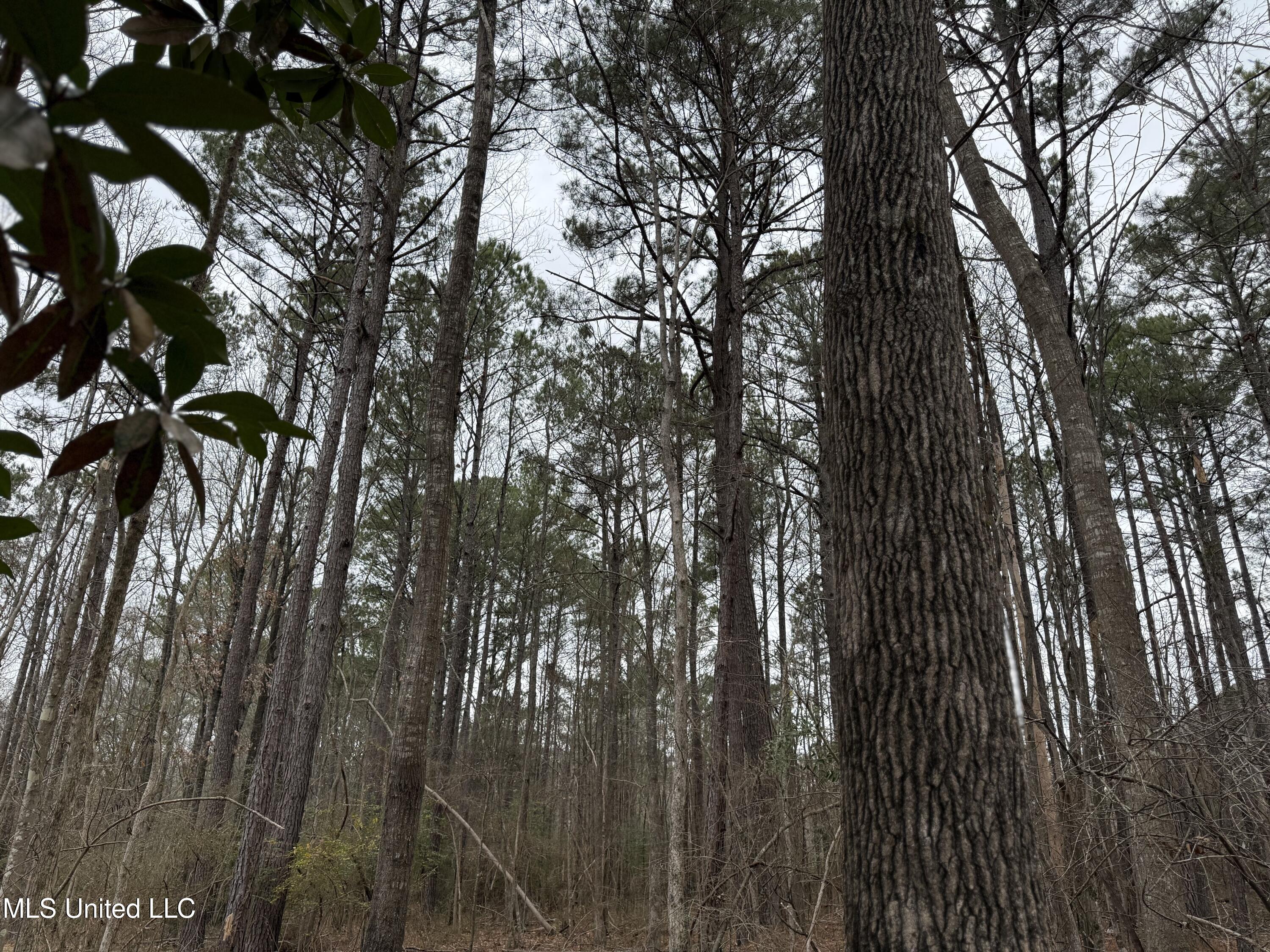 Mt Elam Church Road Pearl, MS 39208 - Photo 22 of 27 IMG_9693