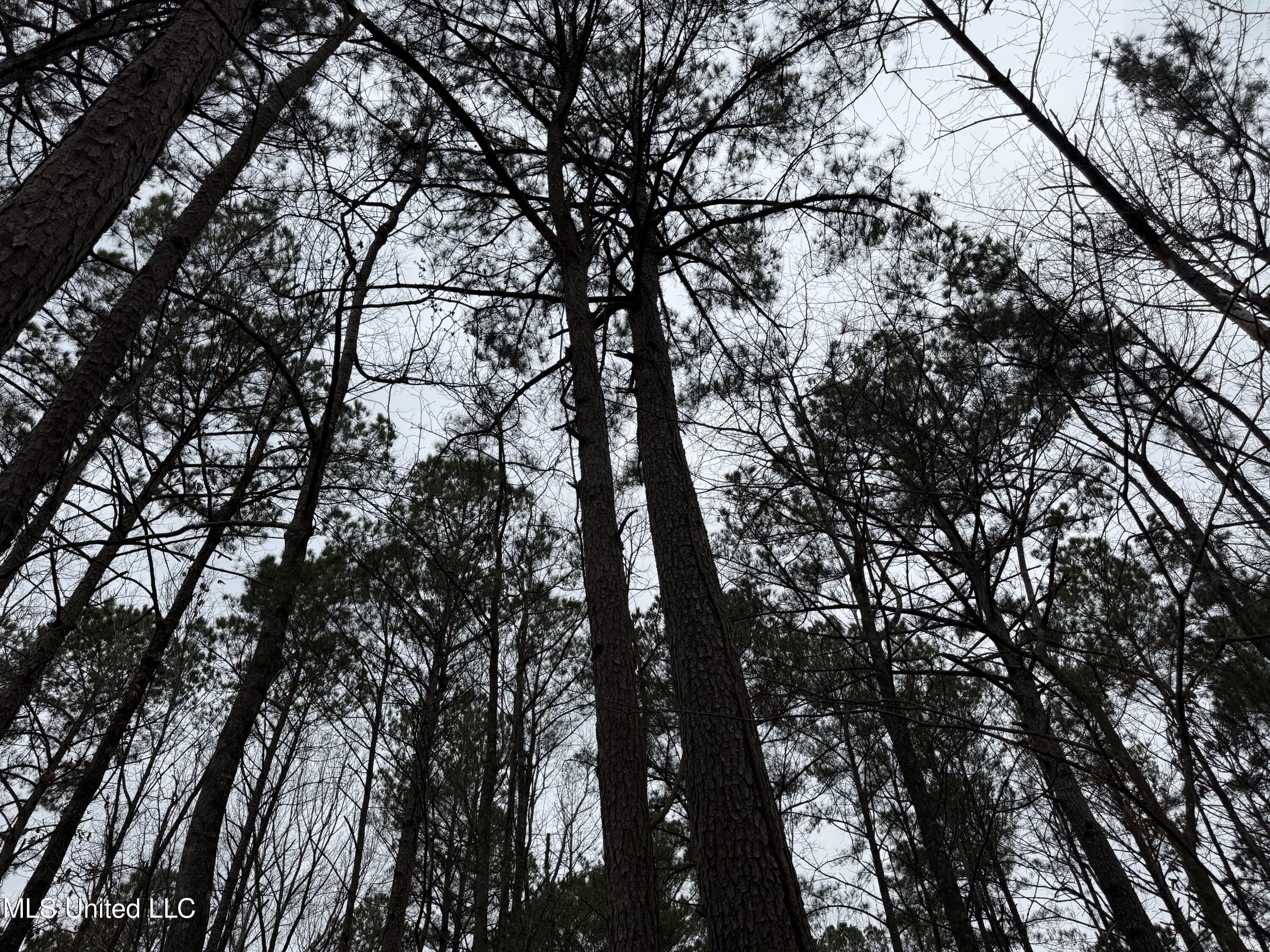 Mt Elam Church Road Pearl, MS 39208 - Photo 23 of 27 IMG_9694