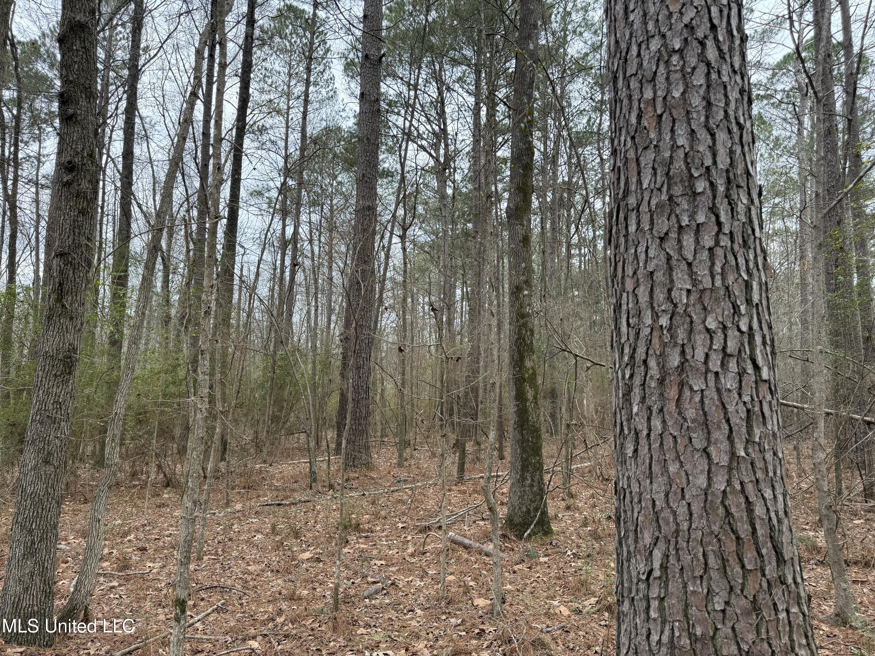 Mt Elam Church Road Pearl, MS 39208 - Photo 27 of 27 IMG_9697