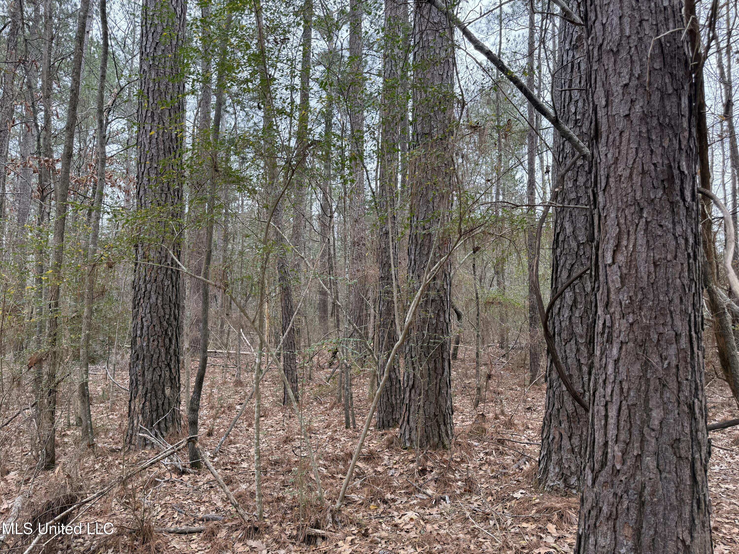 Mt Elam Church Road Pearl, MS 39208 - Photo 4 of 27 IMG_9700