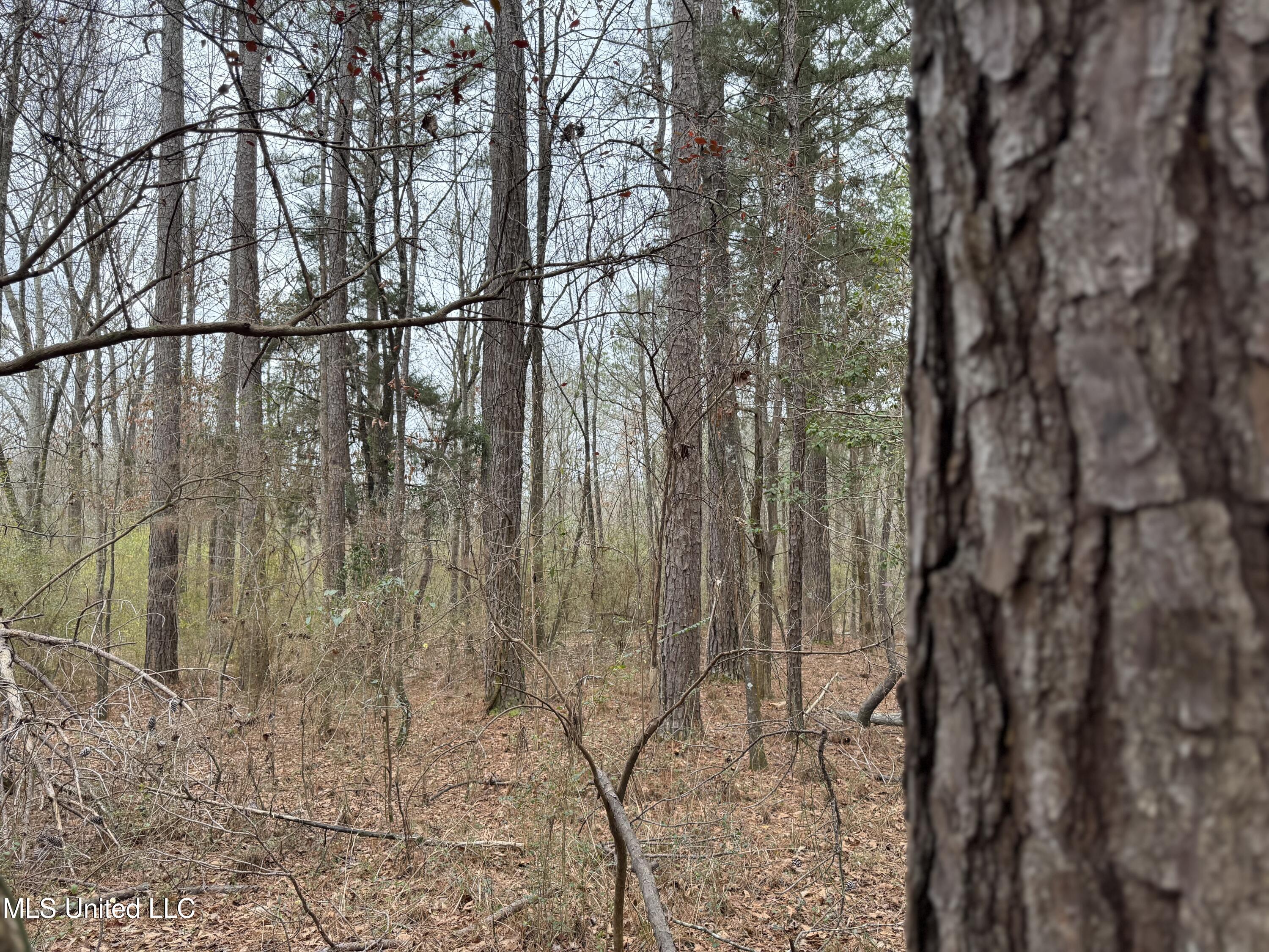 Mt Elam Church Road Pearl, MS 39208 - Photo 5 of 27 IMG_9702