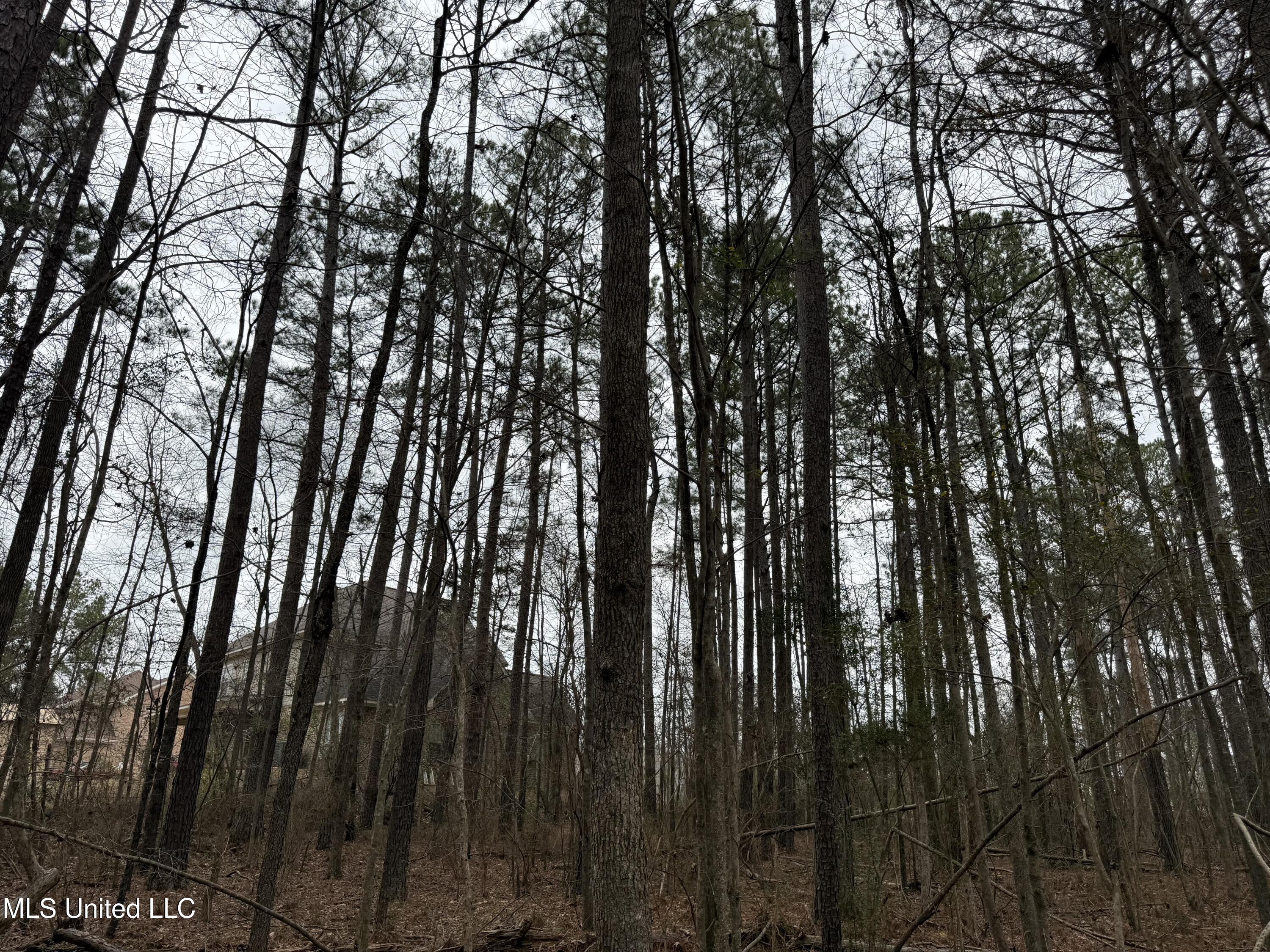 Mt Elam Church Road Pearl, MS 39208 - Photo 6 of 27 IMG_9709