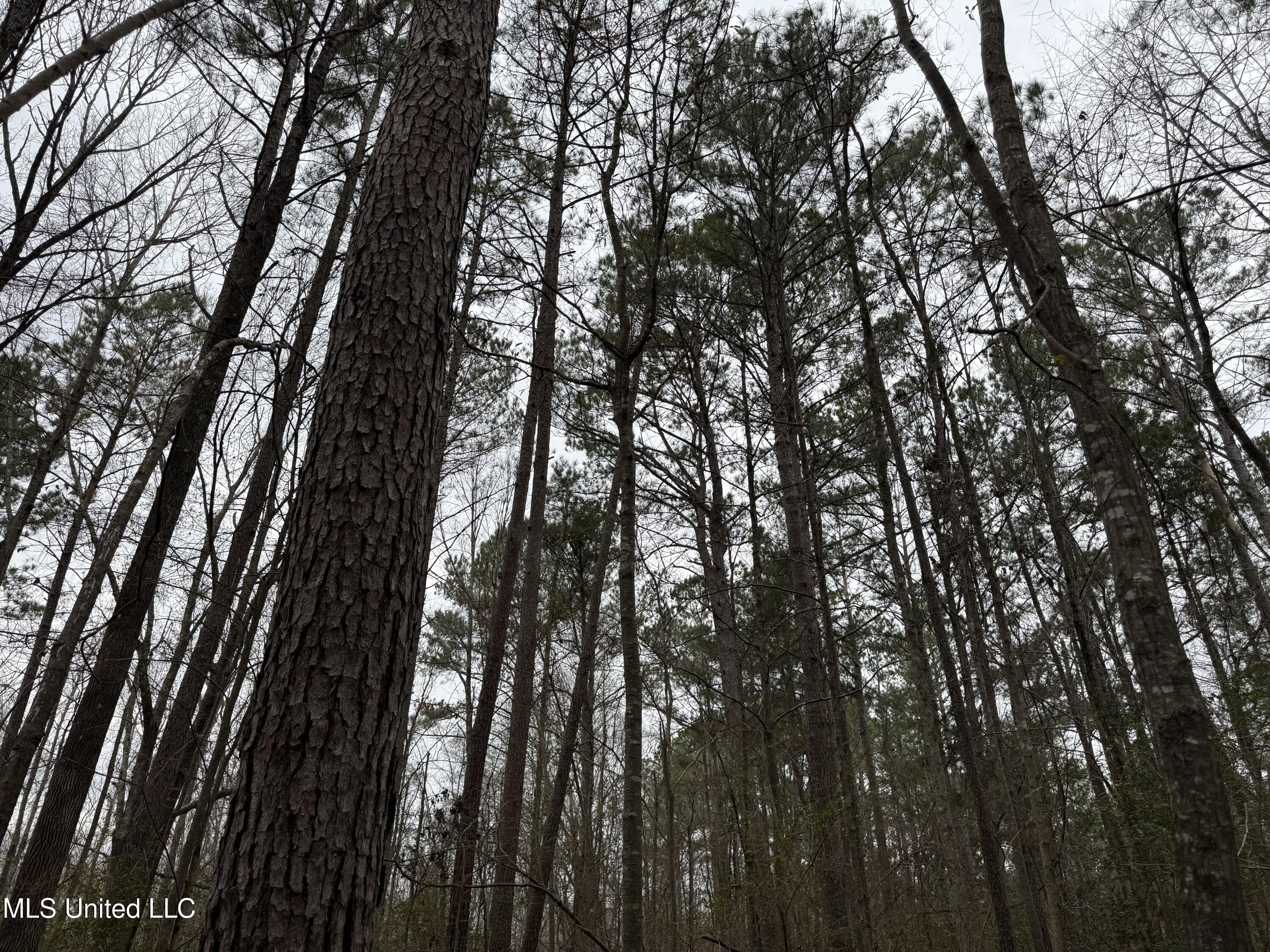 Mt Elam Church Road Pearl, MS 39208 - Photo 7 of 27 IMG_9698