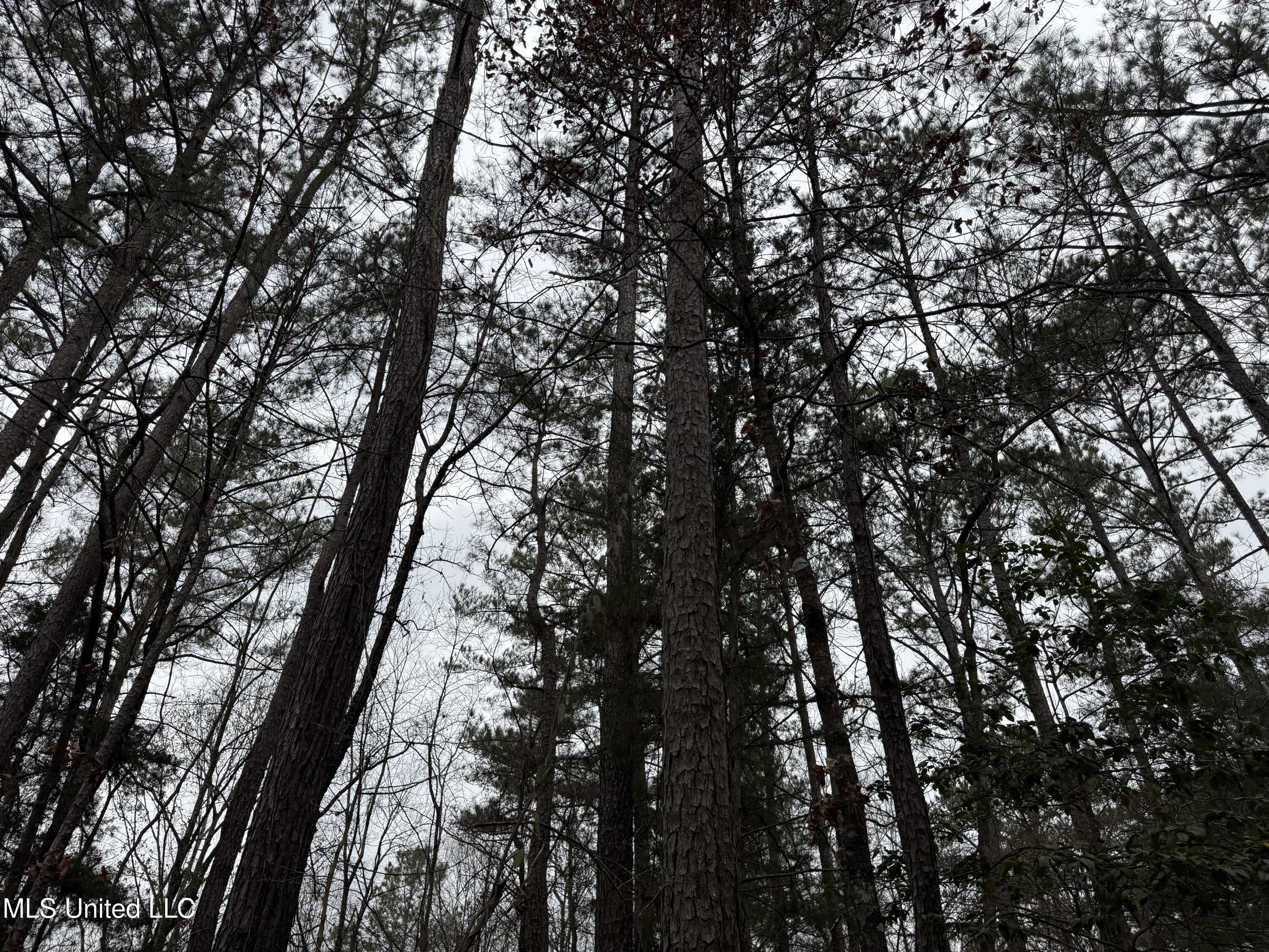 Mt Elam Church Road Pearl, MS 39208 - Photo 8 of 27 IMG_9703