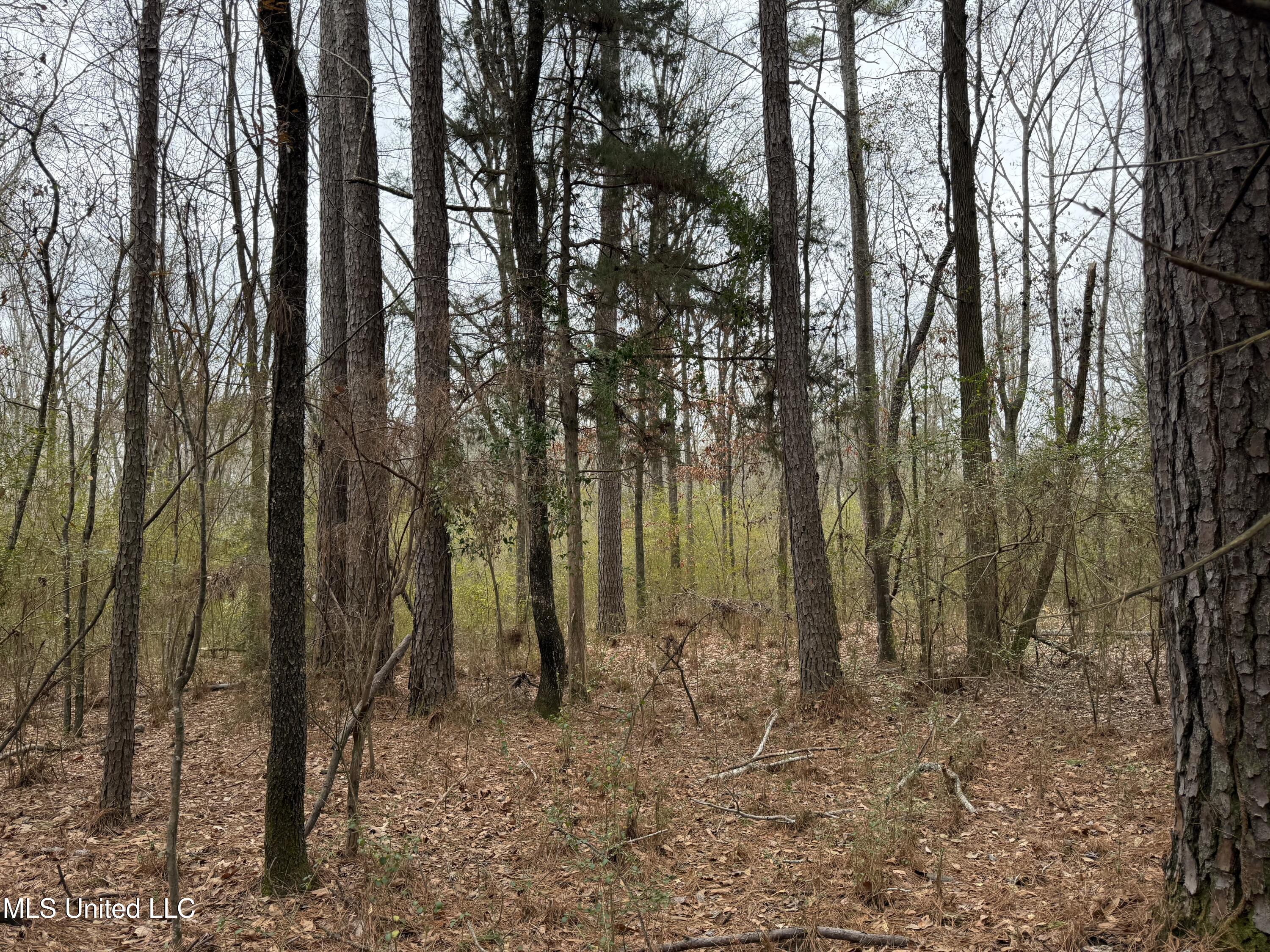 Mt Elam Church Road Pearl, MS 39208 - Photo 10 of 27 IMG_9705