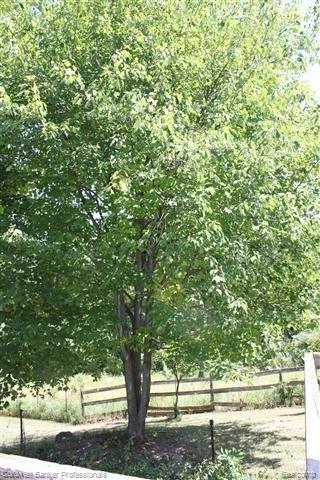 330 Duke Road Metamora, MI 48455 - Photo 11 of 24 Mature Trees