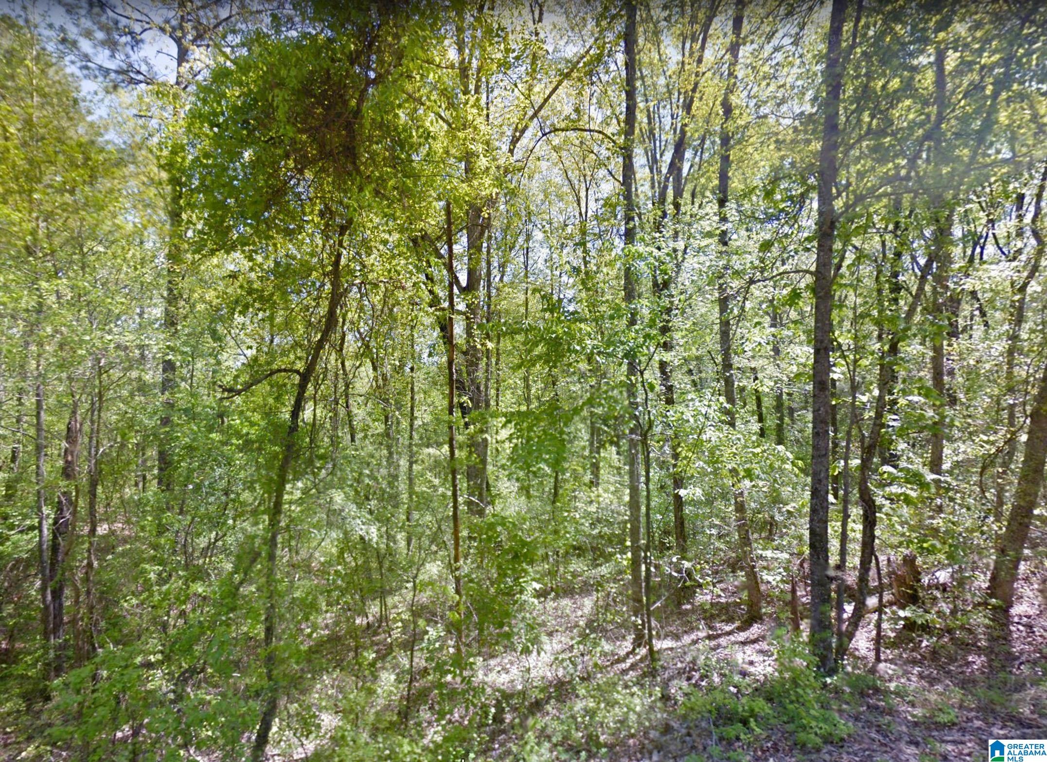 0 Spring Hill Road Fayette, AL 35555 - Photo 9 of 12