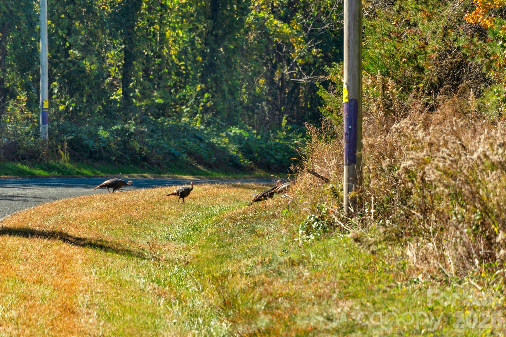 0 Bud Davis Road, Unit 8 Vale, NC 28168 - Photo 5 of 28