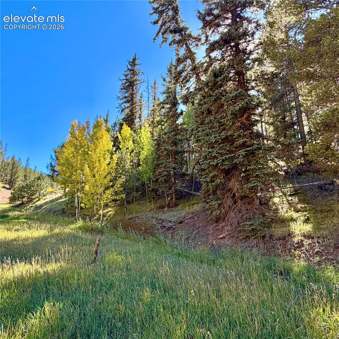 535 Willow Road Divide, CO 80814 - Photo 9 of 20 Gallery Image 9