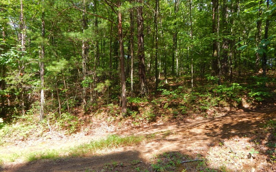 0 Hot House Road Murphy, NC 28906 - Photo 3 of 19 a view of a yard covered with trees