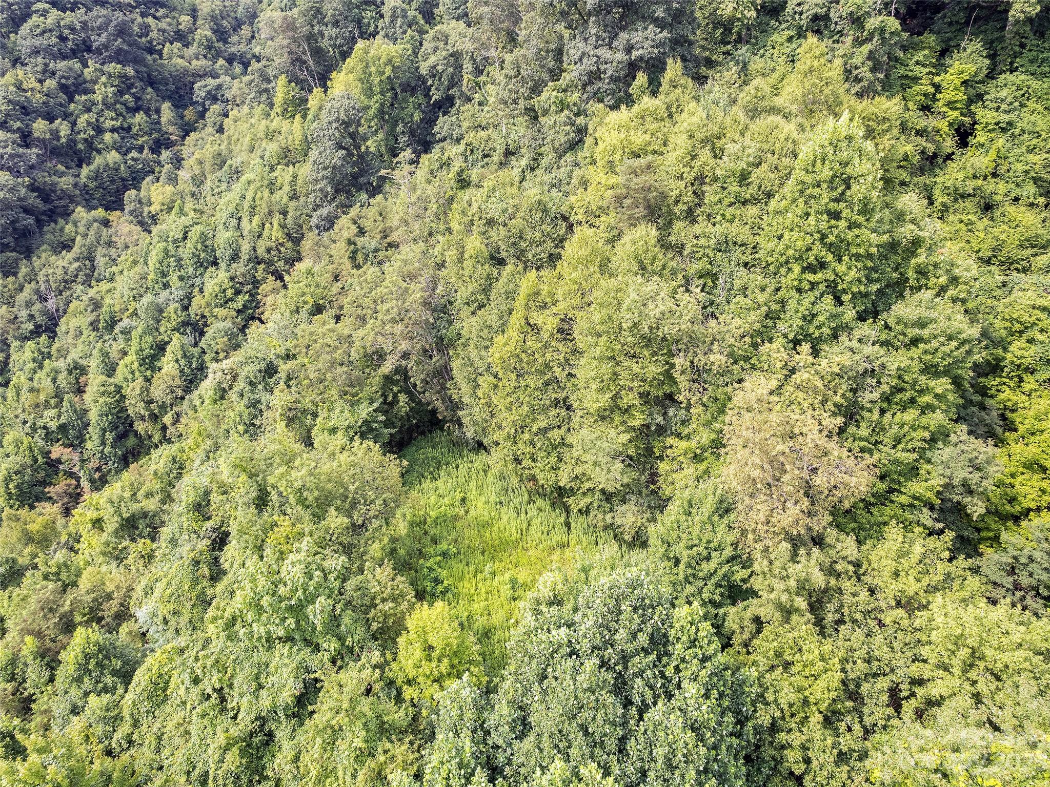 0 Yonaguska Ridge, Unit B Clyde, NC 28721 - Photo 4 of 10 a close up of a plant in a yard