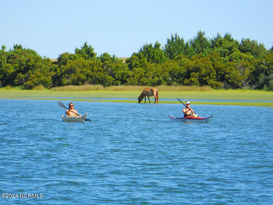 116 Pearl Drive Beaufort, NC 28516 - Photo 65 of 67 Shackleford Horses