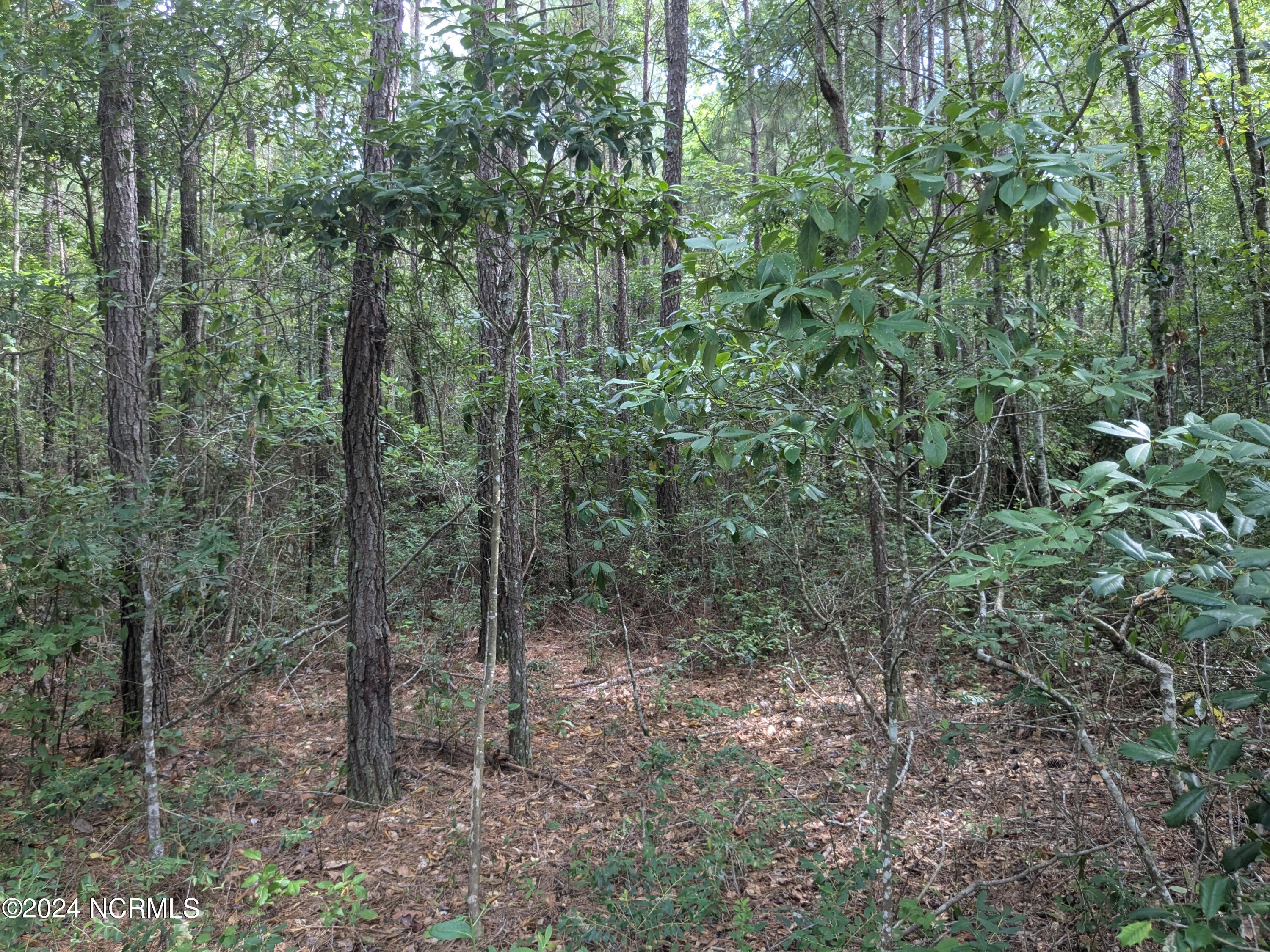 0 Montague Road Currie, NC 28435 - Photo 25 of 28 PXL_20240706_201903330