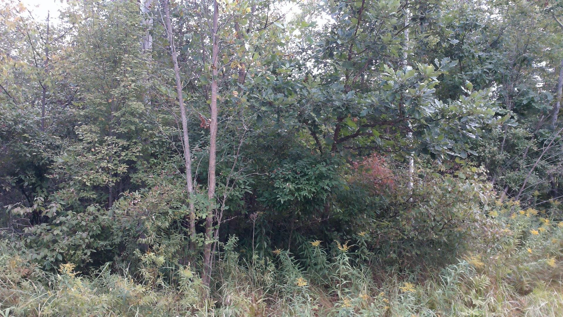 1950 North Alamando Road Coleman, MI 48618 - Photo 10 of 13