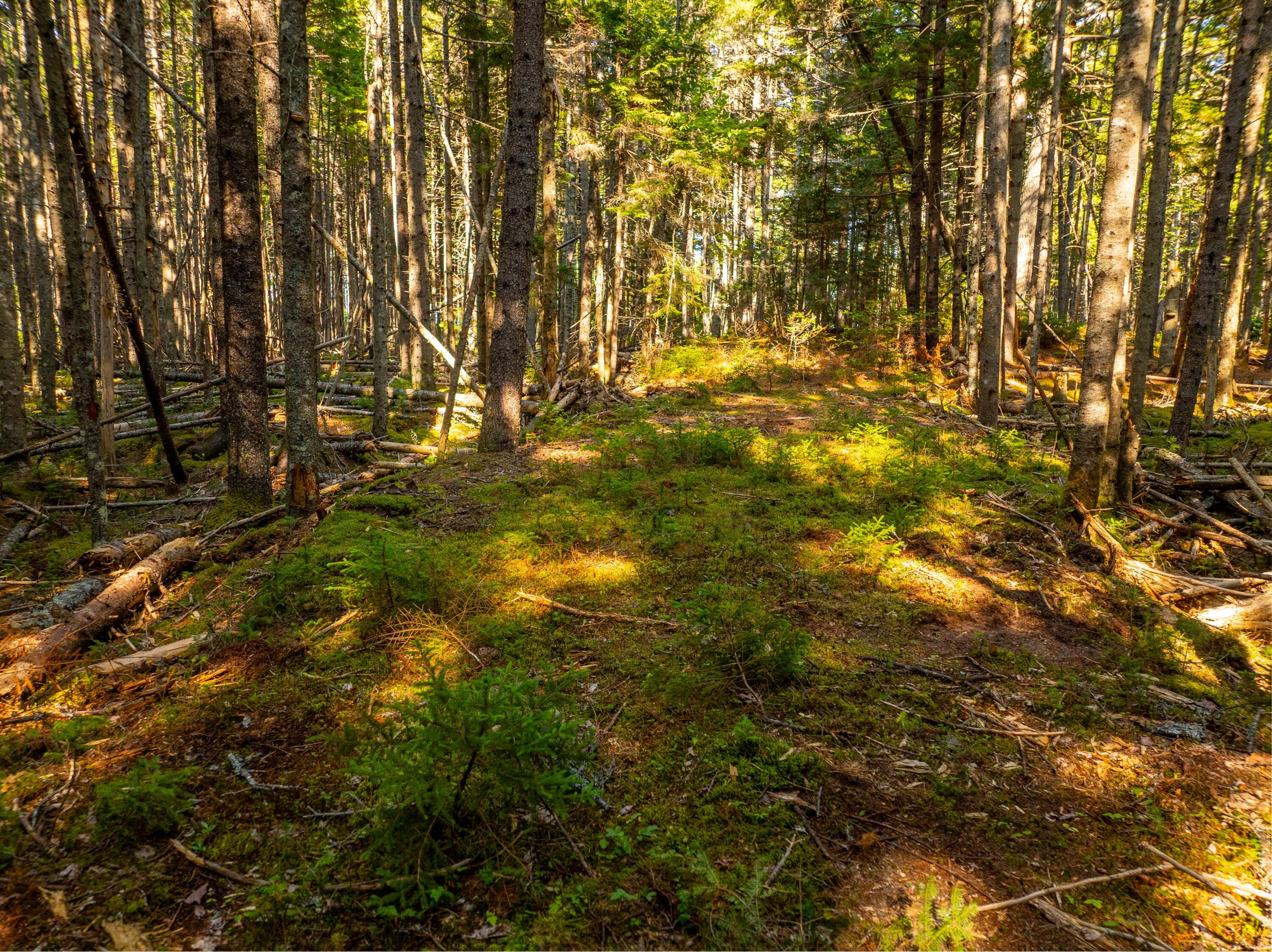 M57-l20 Paul Bunyan Road Corea, ME 04624 - Photo 11 of 25 Lot