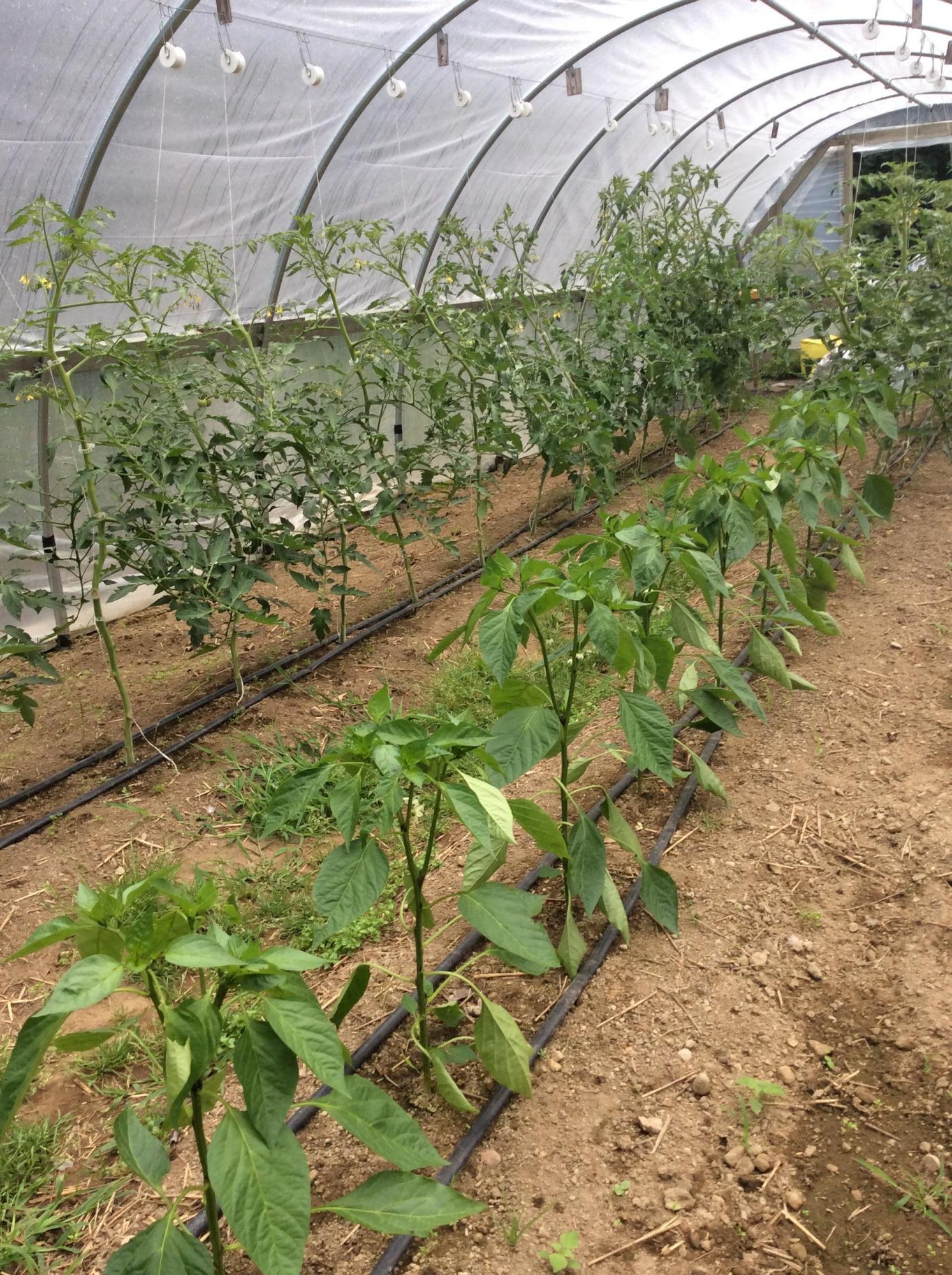 255 Dunn Road Norway, ME 04268 - Photo 43 of 46 Hoop houses