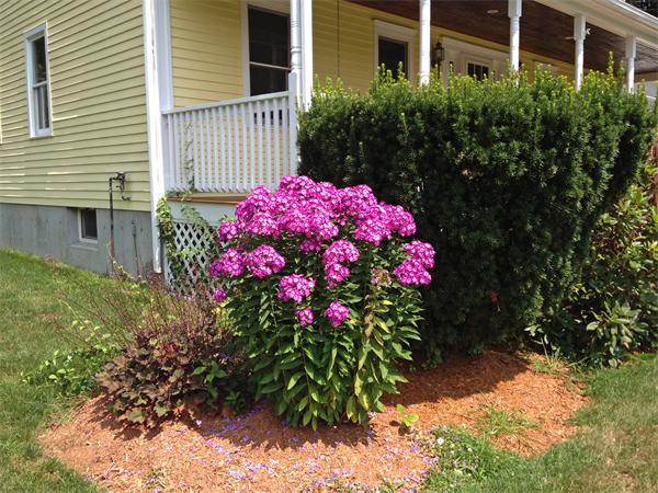 15 McGuire Road Sutton, MA 01590 - Photo 27 of 30 a small garden covered with flower plants
