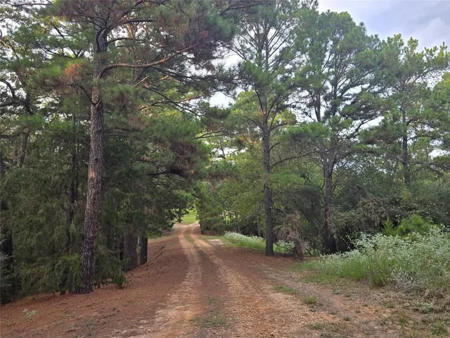 a view of a forest with trees