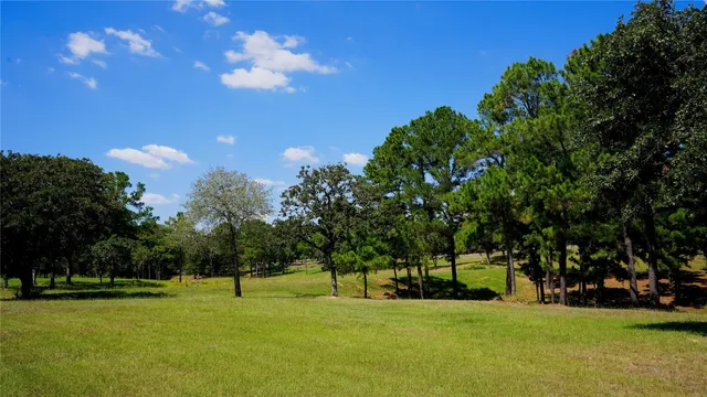 a view of a trees in a yard