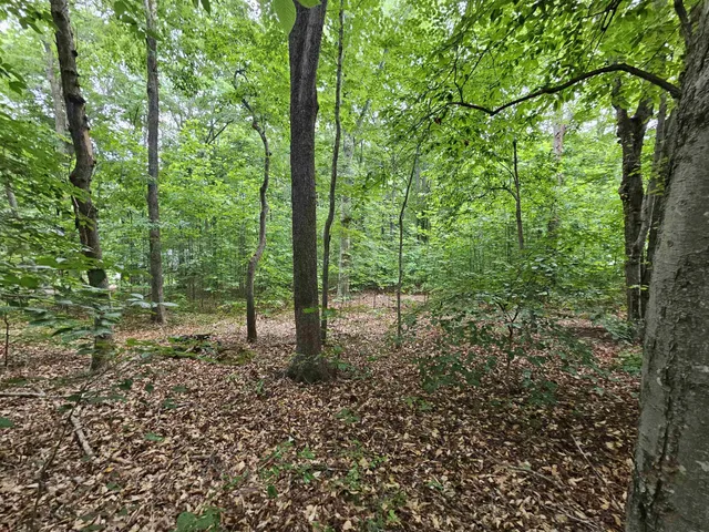 a view of a forest with trees