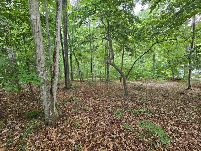 a view of a forest with trees in the background