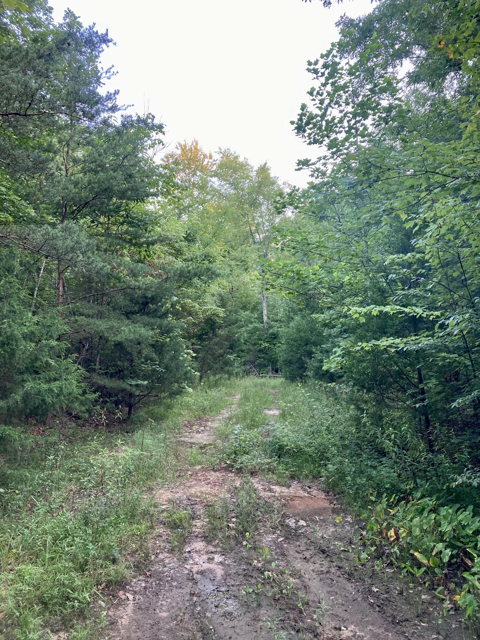 0 Allred Cemetery Road Jamestown, TN 38556 - Photo 11 of 22 Gallery Image 11