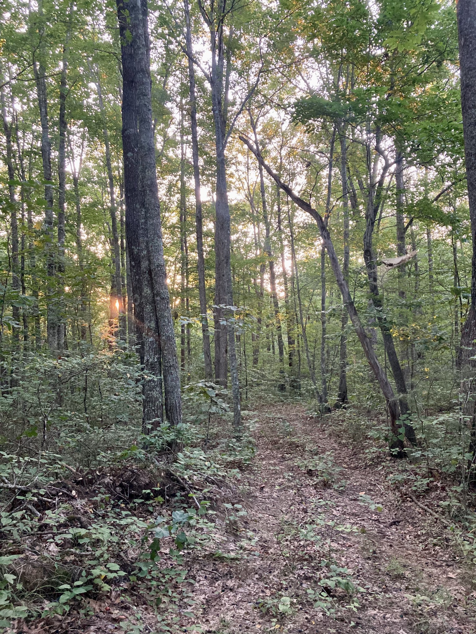 0 Allred Cemetery Road Jamestown, TN 38556 - Photo 16 of 22 Gallery Image 16