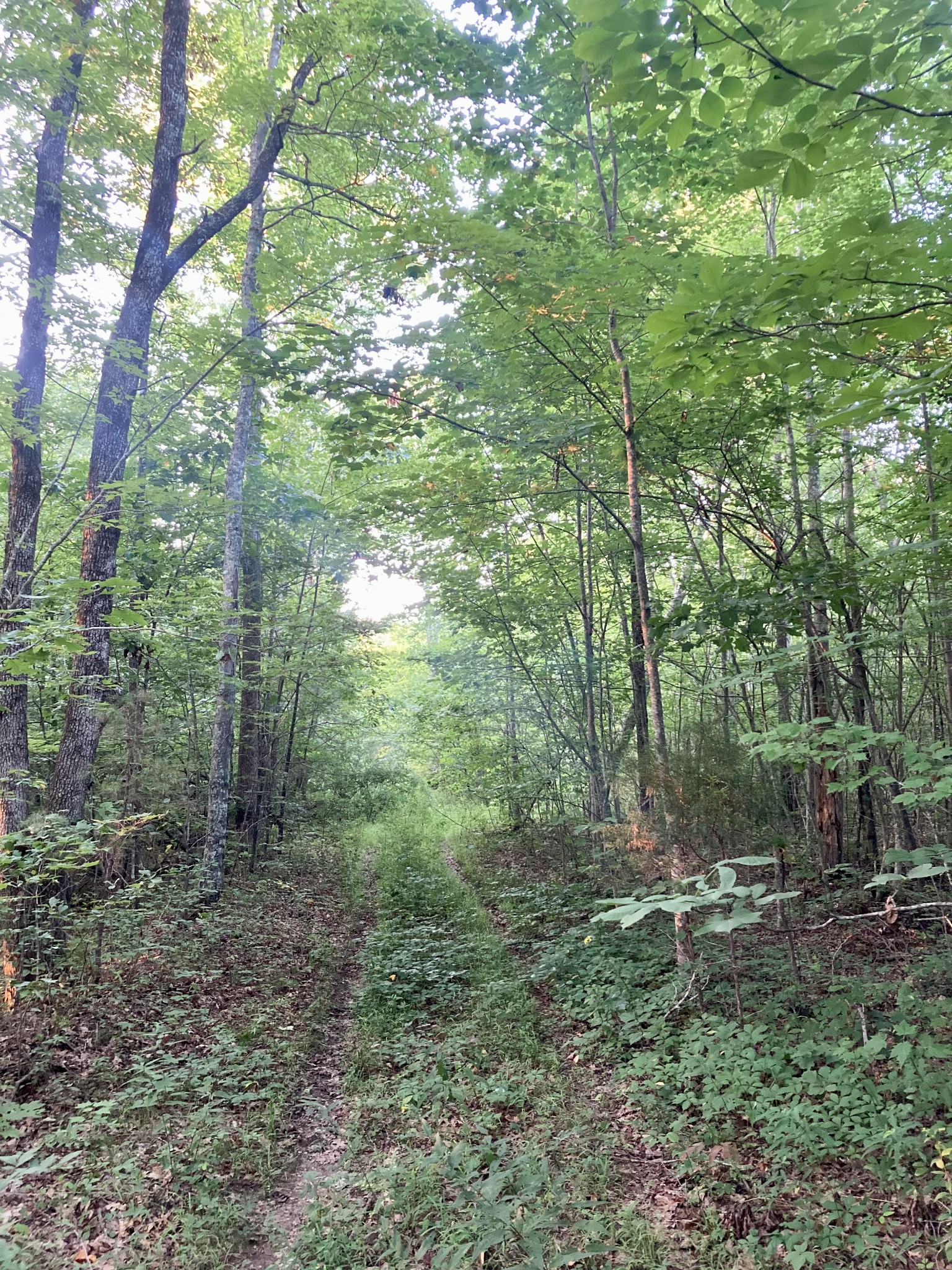 0 Allred Cemetery Road Jamestown, TN 38556 - Photo 17 of 22 Gallery Image 17