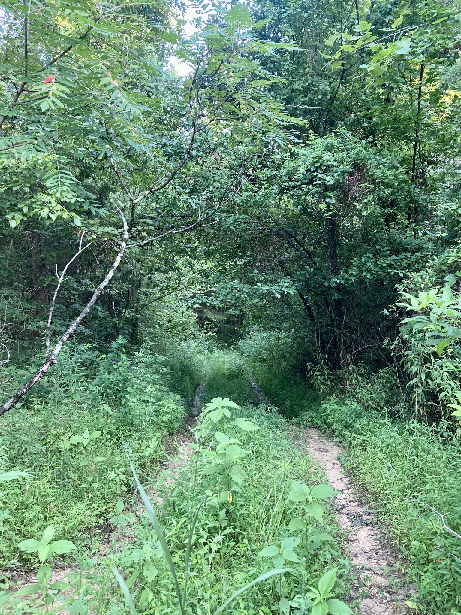 0 Allred Cemetery Road Jamestown, TN 38556 - Photo 7 of 22 Gallery Image 7