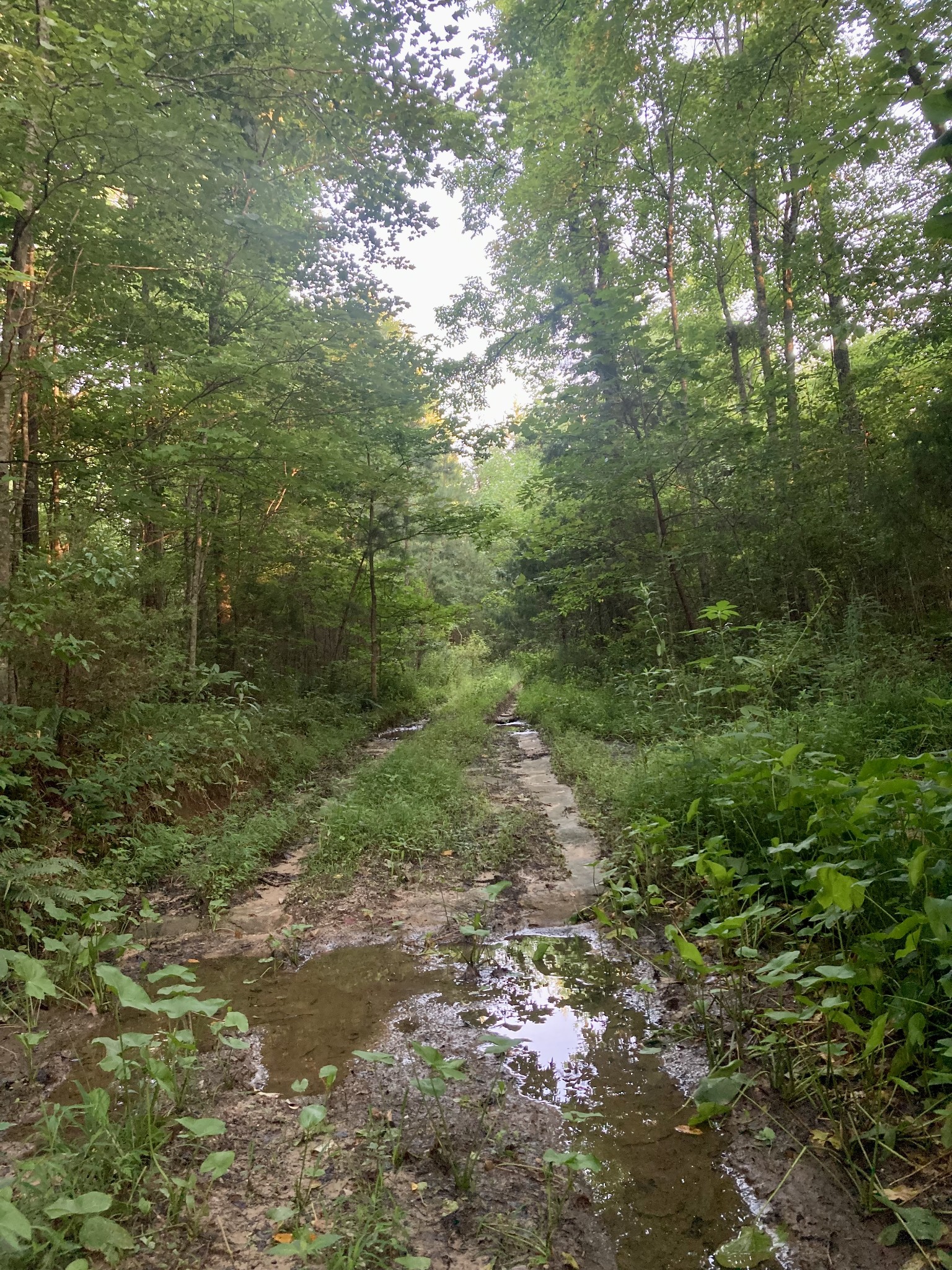 0 Allred Cemetery Road Jamestown, TN 38556 - Photo 8 of 22 Gallery Image 8