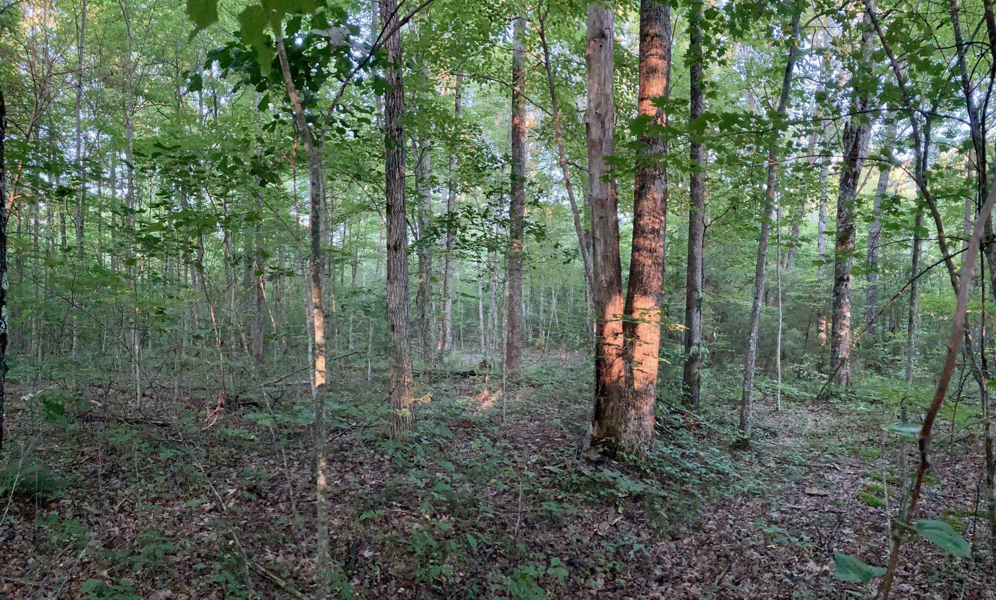 0 Allred Cemetery Road Jamestown, TN 38556 - Photo 9 of 22 Gallery Image 9