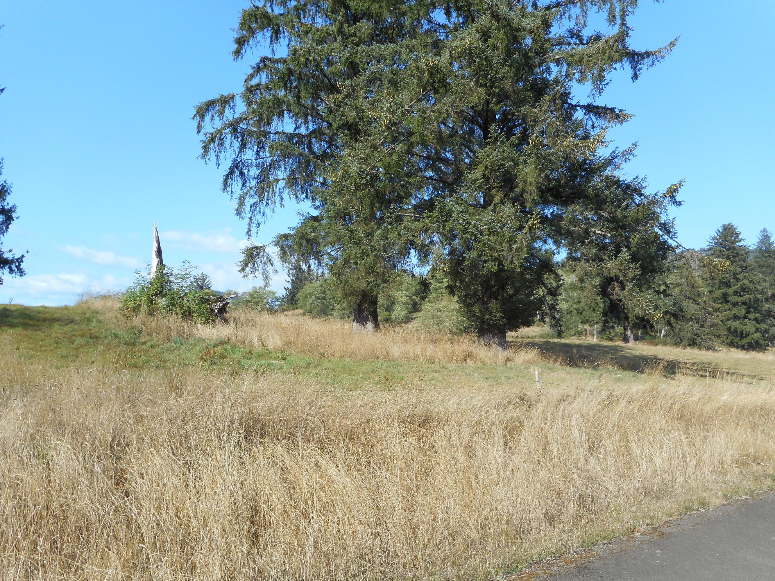Edelwyss Road Tillamook, OR 97141 - Photo 3 of 7 DSCN2965