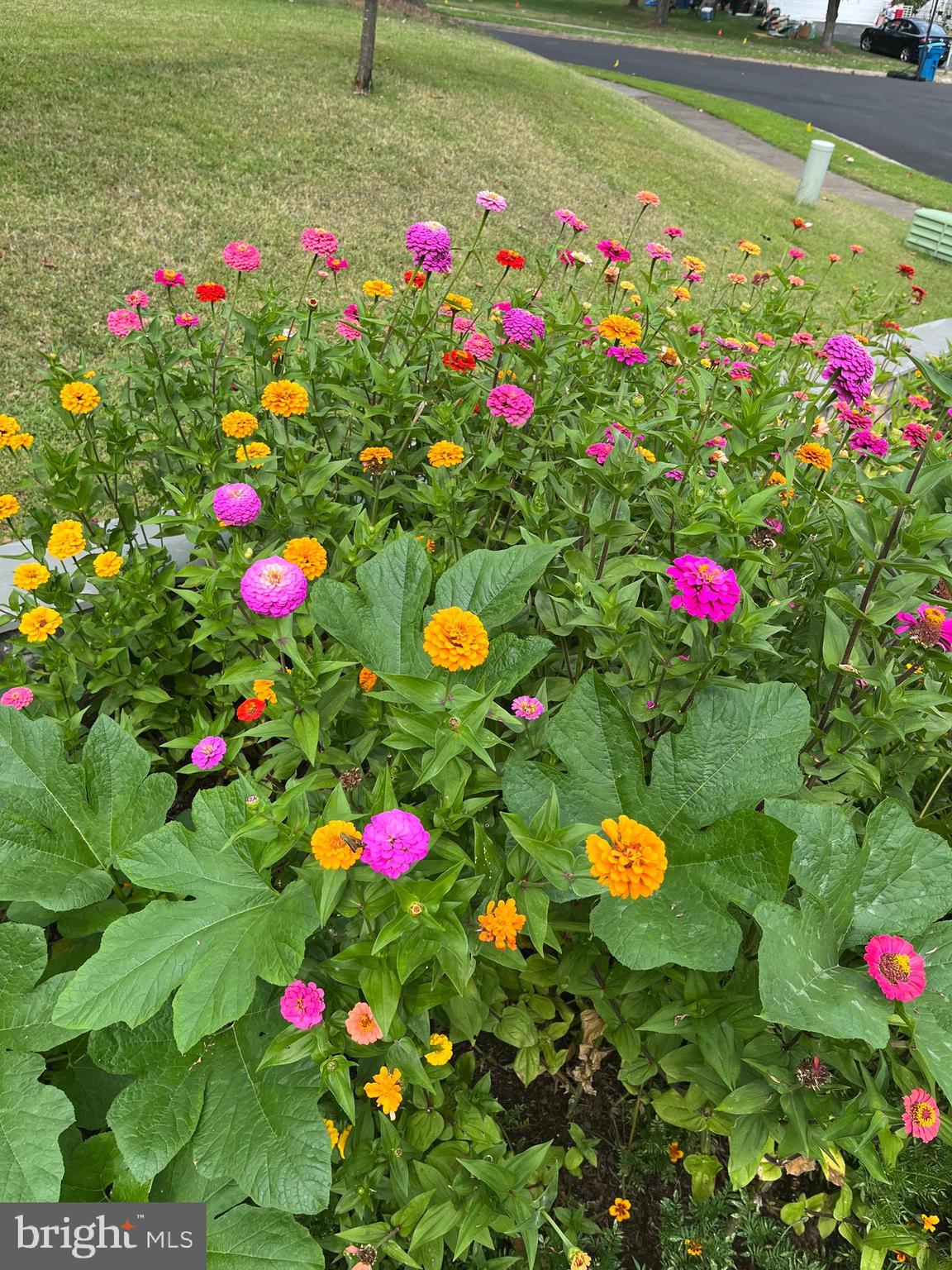 6906 Sprouse Court Springfield, VA 22153 - Photo 32 of 37 a flower view