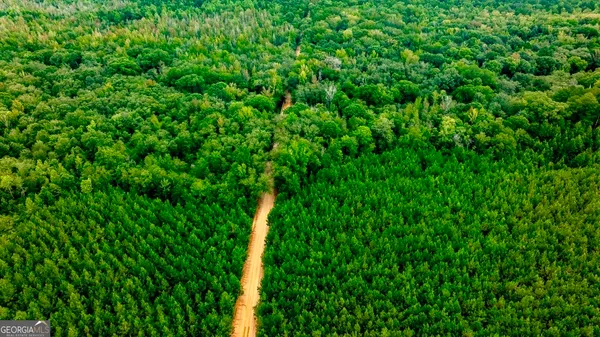 a view of a lush green space