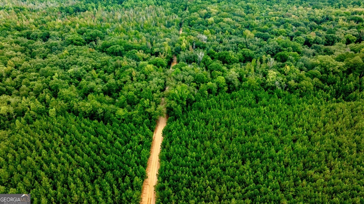 0 Pine Creek Road Ellaville, GA 31806 - Photo 14 of 23 a view of a lush green space