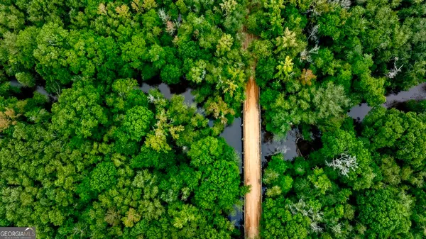 a view of a lush green forest