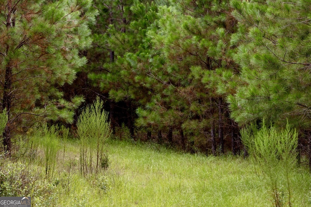 0 Pine Creek Road Ellaville, GA 31806 - Photo 19 of 23 a view of a lush green space