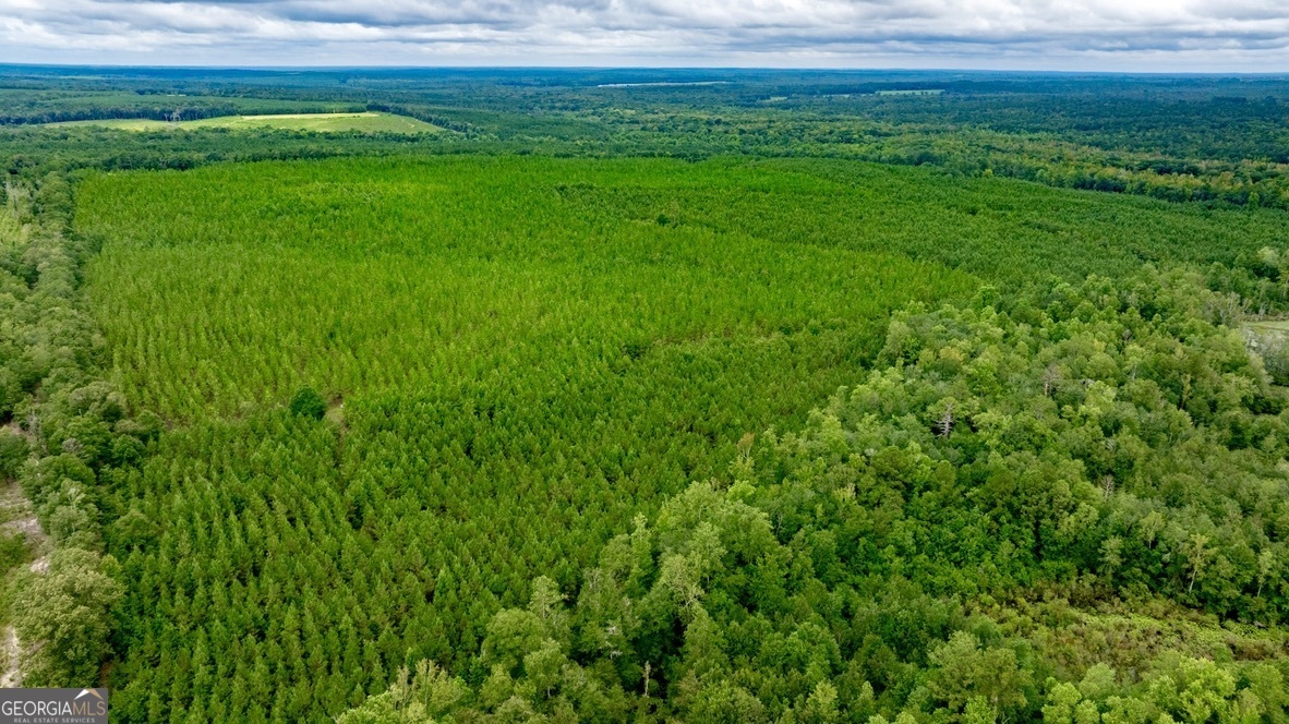 0 Pine Creek Road Ellaville, GA 31806 - Photo 2 of 23 a view of yard with grass and grass