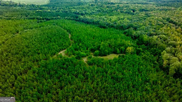 a view of a lush green space