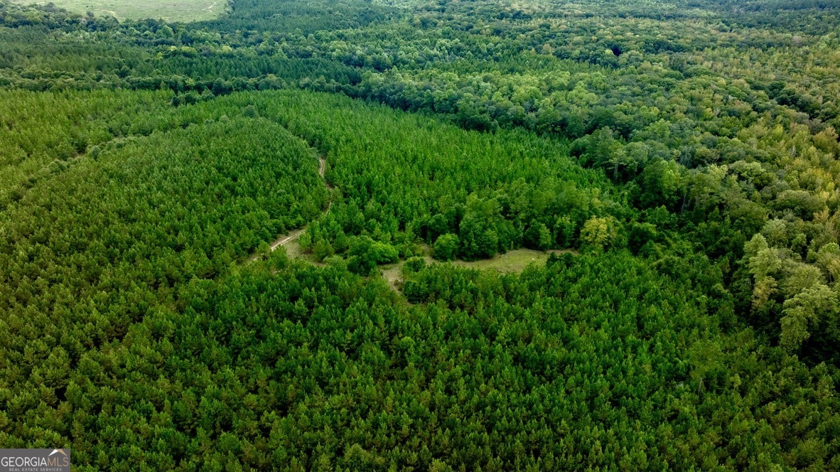 0 Pine Creek Road Ellaville, GA 31806 - Photo 4 of 23 a view of a lush green space