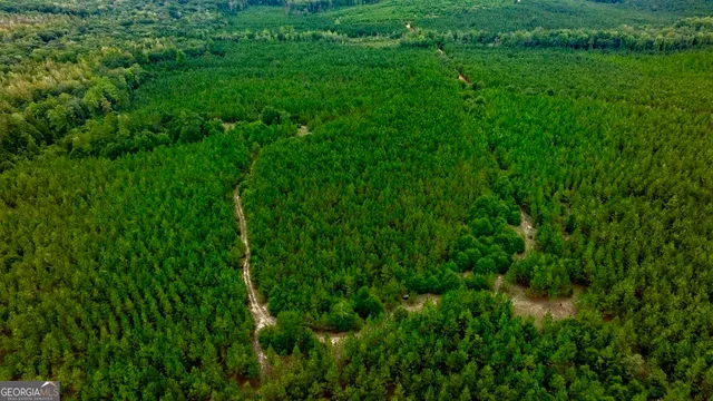 a view of a lush green space