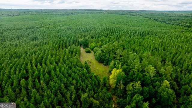 a view of a lush green space