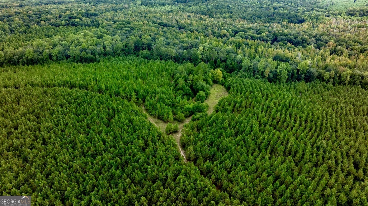 0 Pine Creek Road Ellaville, GA 31806 - Photo 9 of 23 a view of a lush green space