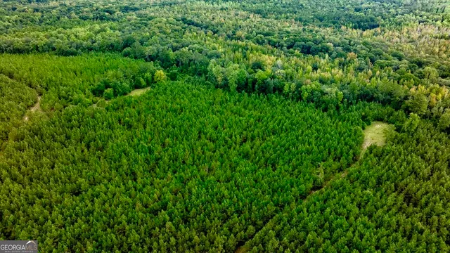 a view of a lush green forest
